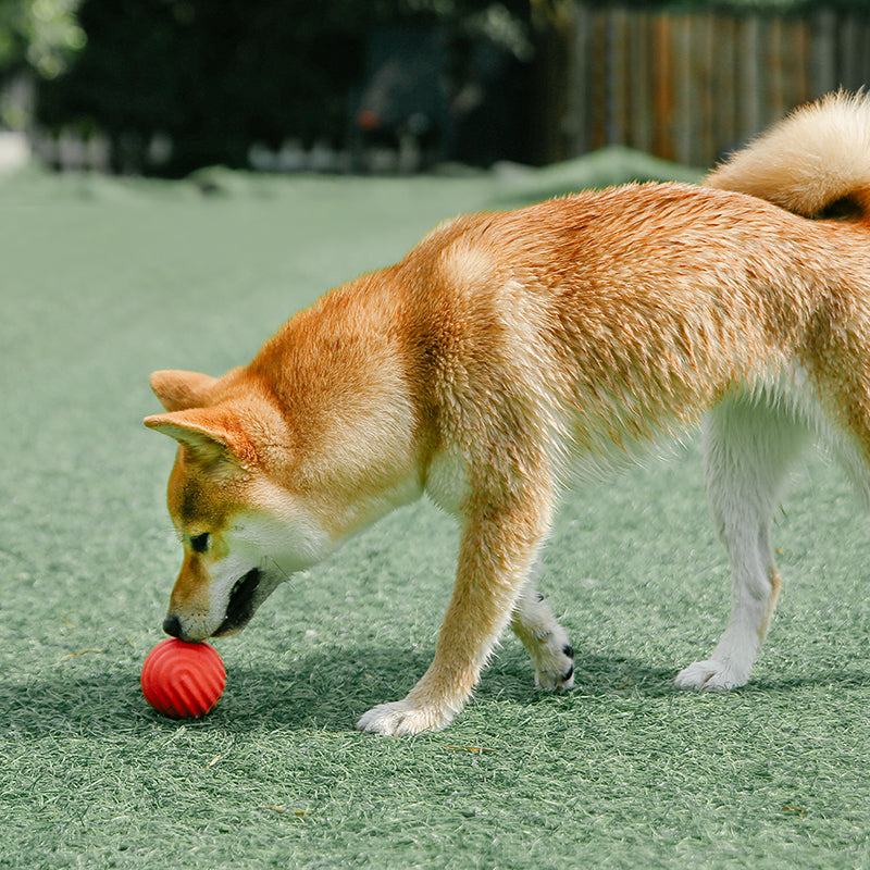 PIDAN Durable Bouncy Dog Toy Ball