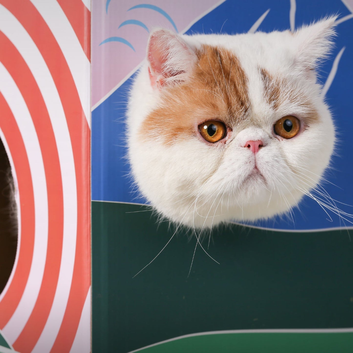 Pidan Cat House Scratcher | Fuji Mountain