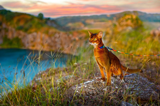 PIDAN Cat Leash & Harness