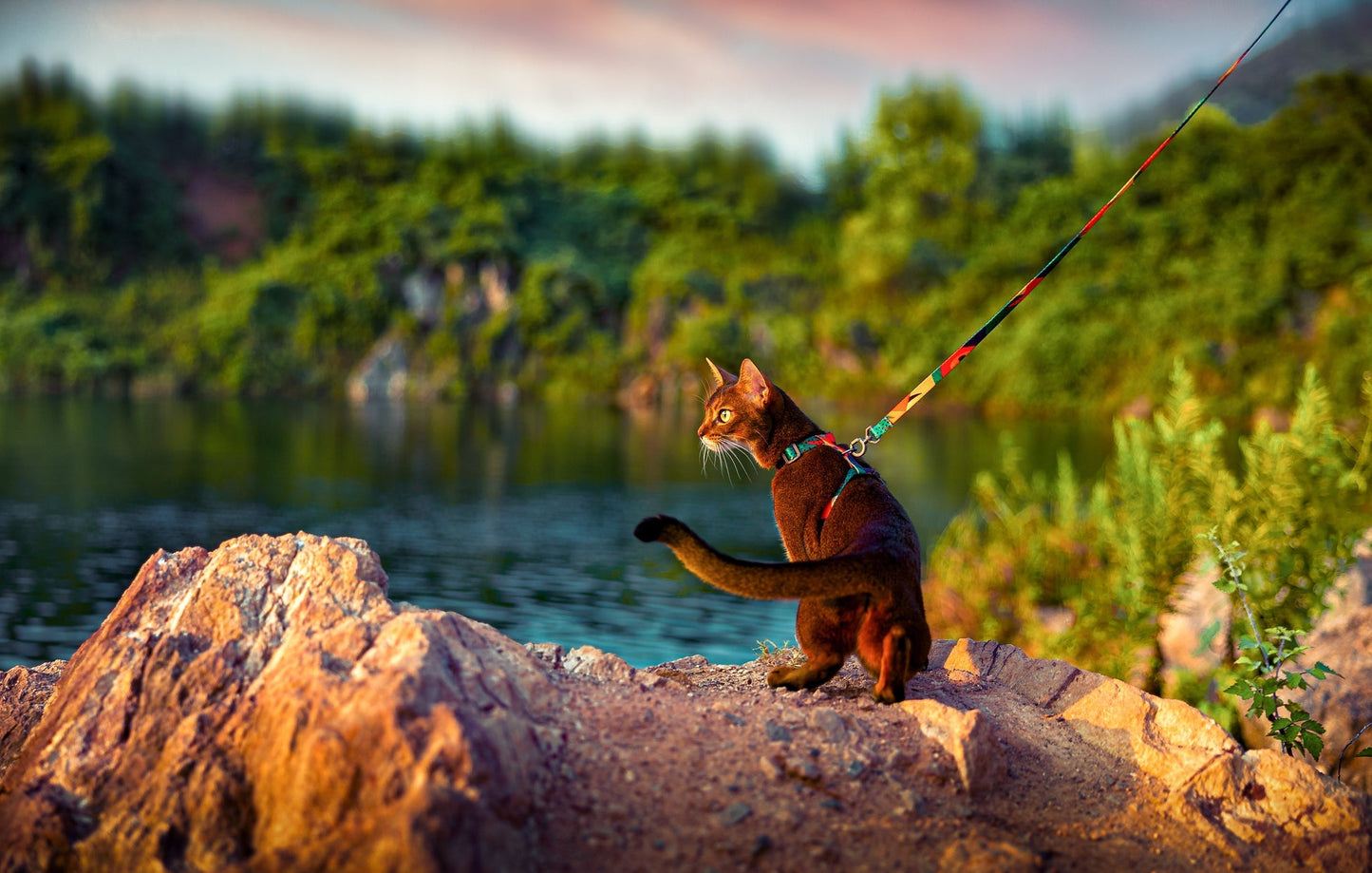 PIDAN Cat Leash & Harness