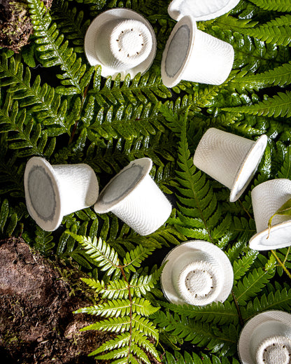 Indian Parchment - Strong